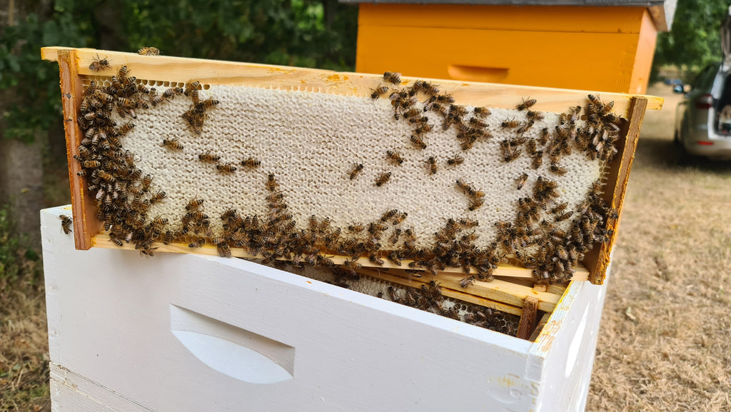 Golden Bees Spring Blossom Honey 950g | Raw Essex Honey