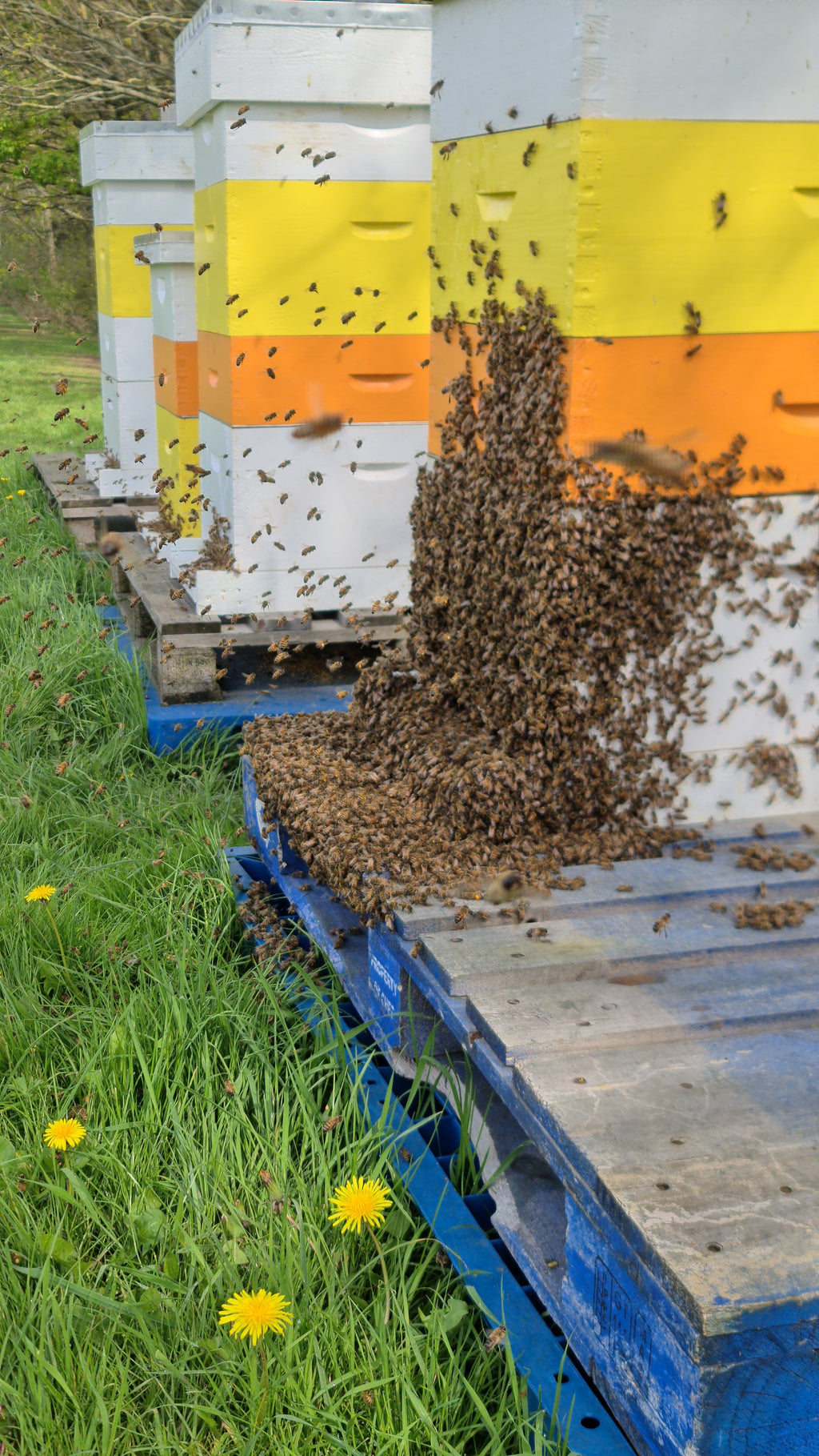 Golden Bees Spring Blossom Honey 950g | Raw Essex Honey